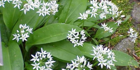 Pravilan uzgoj medvjeđeg luka ili divljeg bijelog luka